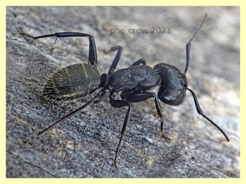 Camponotus sp. dai 10 ai 15 mm. - tenuta san rossore Pisa - 1.7.2021 - (1).JPG