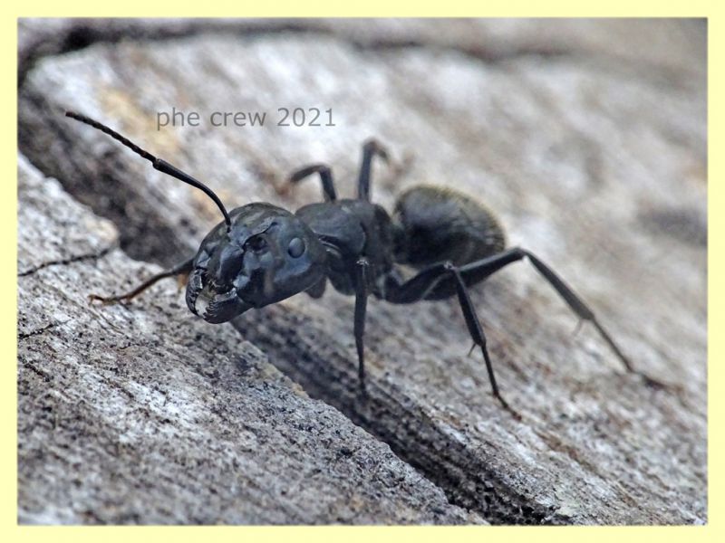 Camponotus sp. dai 10 ai 15 mm. - tenuta san rossore Pisa - 1.7.2021 - (8).JPG