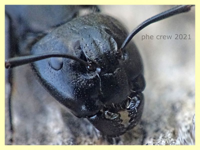 Camponotus sp. dai 10 ai 15 mm. - tenuta san rossore Pisa - 1.7.2021 - (4).JPG
