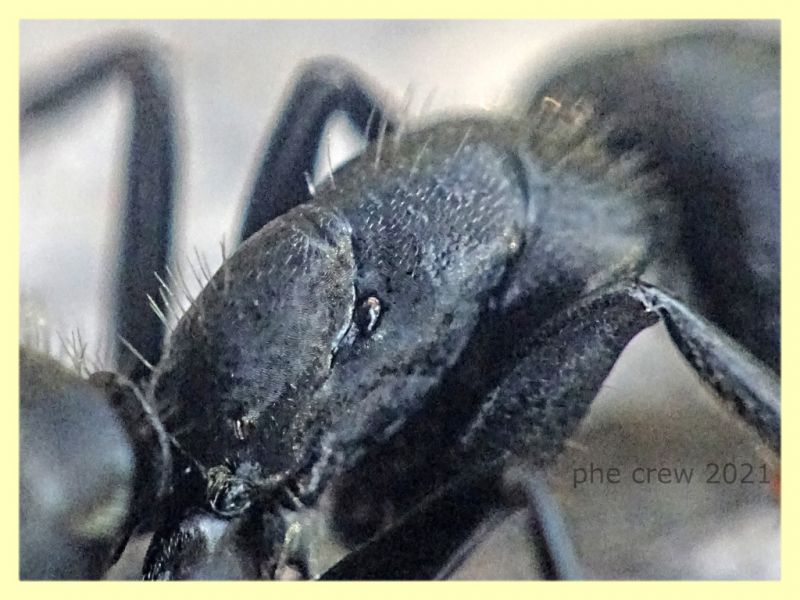 Camponotus sp. dai 10 ai 15 mm. - tenuta san rossore Pisa - 1.7.2021 - (3).JPG