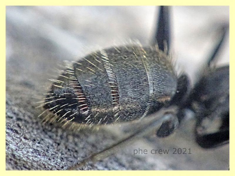 Camponotus sp. dai 10 ai 15 mm. - tenuta san rossore Pisa - 1.7.2021 - (2).JPG