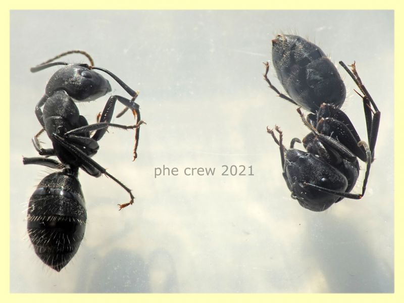 Camponotus sp. dai 10 ai 15 mm. - tenuta san rossore Pisa - 1.7.2021 - (5).JPG