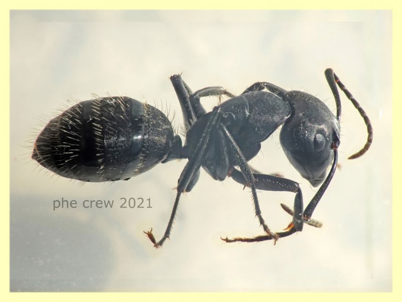 Camponotus sp. dai 10 ai 15 mm. - tenuta san rossore Pisa - 1.7.2021 - (6).JPG