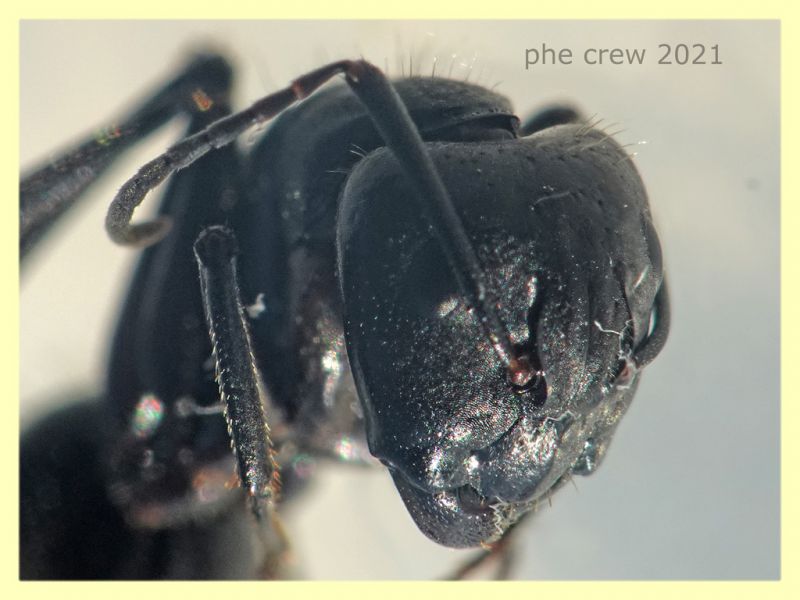 Camponotus sp. dai 10 ai 15 mm. - tenuta san rossore Pisa - 1.7.2021 - (7).JPG
