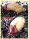 3 - Pentodon bidens punctatus (1).JPG