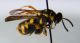 Leucospis gigas.jpg