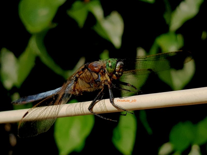 Orthetrum brunneum m.1.jpg