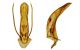 tn_Catopidae.jpg edeago ventrale.jpg