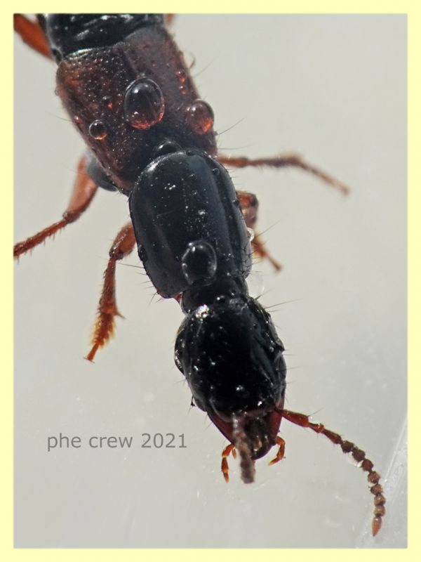 prob. Othius punctulatus circa 12 mm - Selcetta RM - 5.8.2021 - (3).JPG