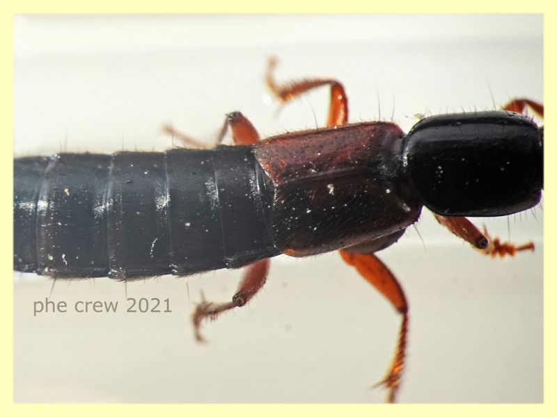 prob. Othius punctulatus circa 12 mm - Selcetta RM - 5.8.2021 - (1).JPG