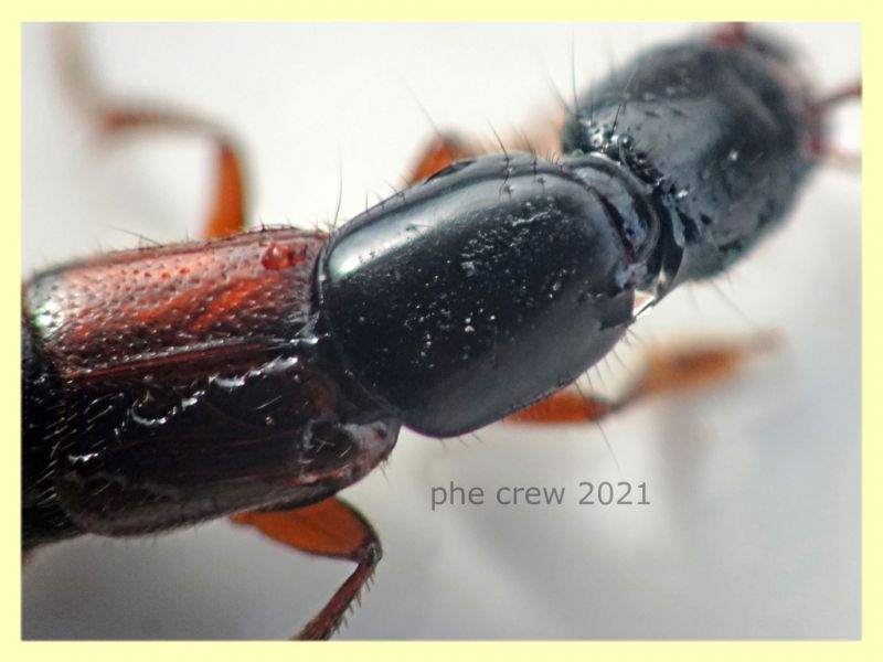 prob. Othius punctulatus circa 12 mm - Selcetta RM - 5.8.2021 - (22).JPG