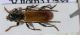 obriopsis.jpg