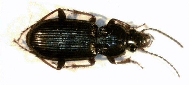 pterostichus gracilis.jpg