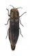 Comb3335-51zL6cr.jpg