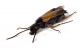 Comb3358-66zL6cr.jpg