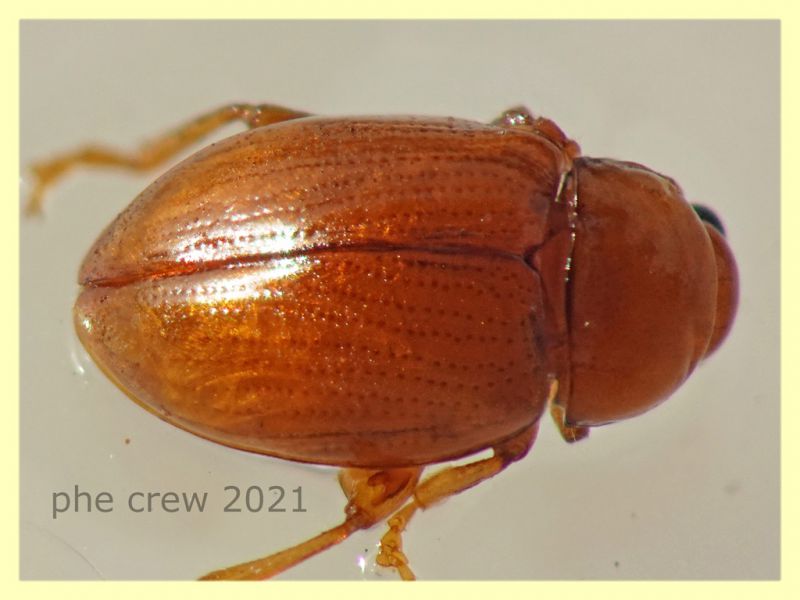 Neocrepidodera ferruginea -  3 mm. - Anzio 20.6.2021 - (34).JPG