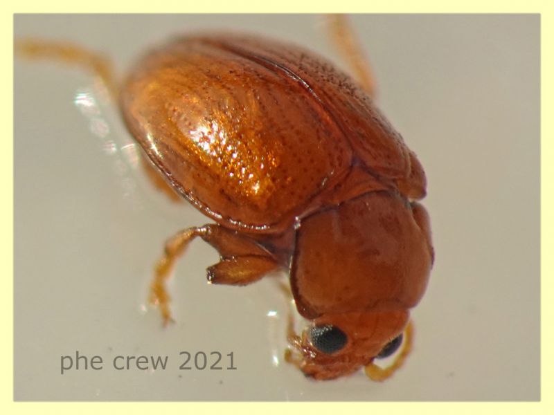 Neocrepidodera ferruginea -  3 mm. - Anzio 20.6.2021 - (18).JPG