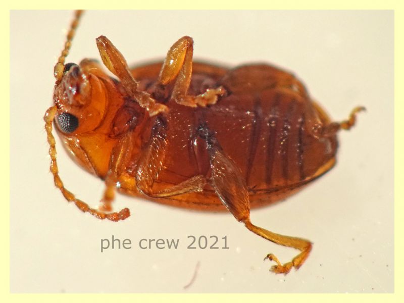 Neocrepidodera ferruginea -  3 mm. - Anzio 20.6.2021 - (75).JPG