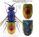 Chrysis ignita bischoffi ridjpg.jpg