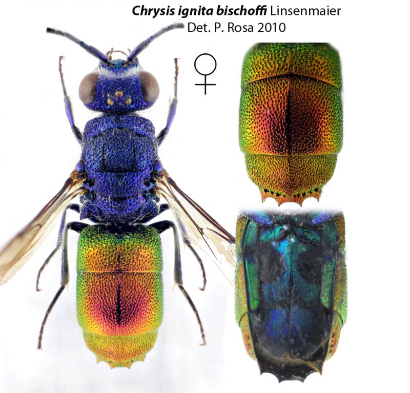 Chrysis ignita bischoffi ridjpg.jpg