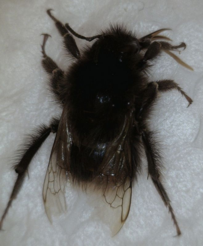 kallobombus6.jpg0.jpg