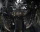 kallobombus2.jpg