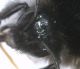 kallobombus6.jpg