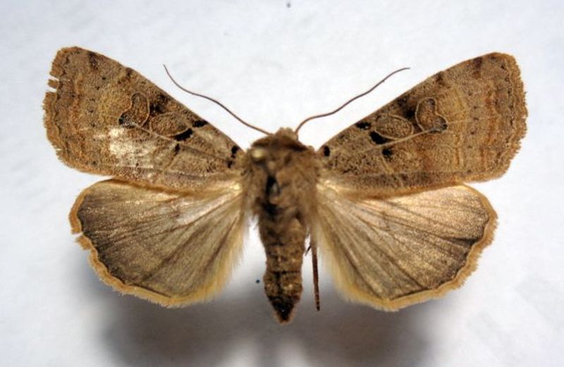 E. depuncta.JPG