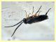 adulto 5,5 mm. senza antenne - 2.7.2019 - (34).JPG