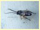 adulto 5,5 mm. senza antenne - 2.7.2019 - (88).JPG