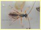 terzo individuo - 8.7.2019 - 5 mm. senza antenne (7).JPG