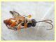 secondo individuo - 4 mm. senza antenne - 7.7.2019 - (142).JPG