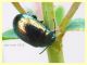 Chrysolina hyperici 6 mm. su Hypericum - Anzio 8.5.2018 - (9).JPG