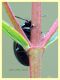 Chrysolina hyperici 6 mm. su Hypericum - Anzio 8.5.2018 - (45).JPG