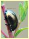 Chrysolina hyperici 6 mm. su Hypericum - Anzio 8.5.2018 - (51).JPG
