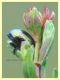 Chrysolina hyperici 6 mm. su Hypericum - Anzio 8.5.2018 - (57).JPG