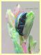 Chrysolina hyperici 6 mm. su Hypericum - Anzio 8.5.2018 - (59).JPG