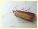 Oncocera semirubella - Anzio 14.8.2021 - (3).JPG