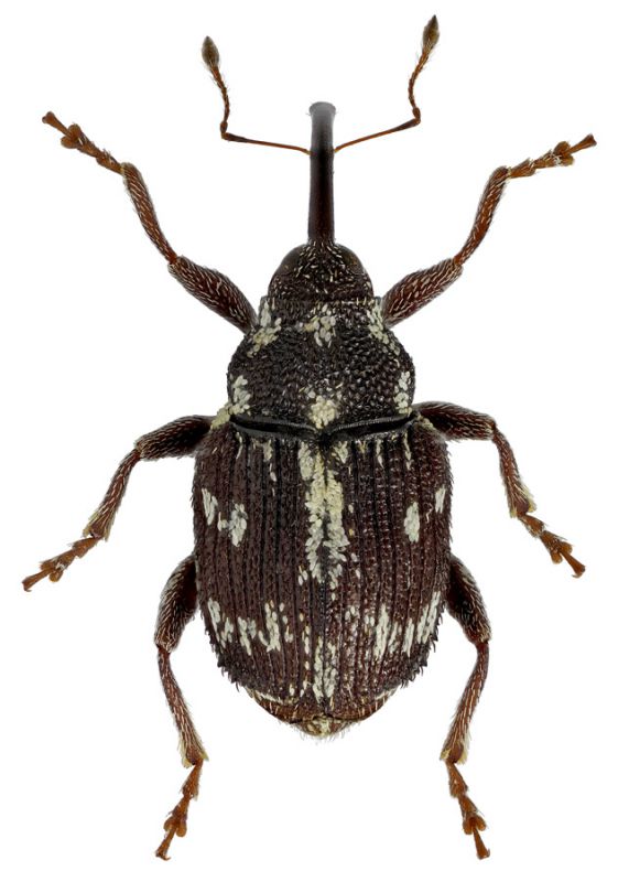 Ceutorhynchinae_Israel_mini.jpg