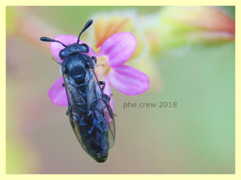 Corynis sp. Cimbicidae su Geranium sp. - Anzio 8.5.2018 - (1).jpg