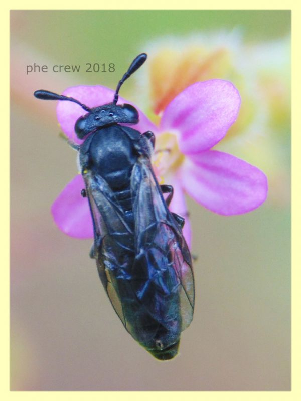 Corynis sp. Cimbicidae su Geranium sp. - Anzio 8.5.2018 - (2).JPG