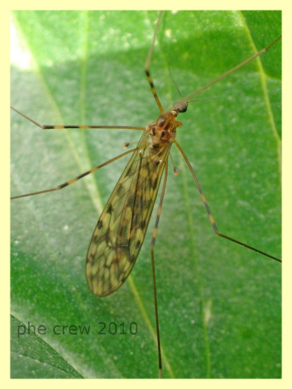 Limonia nubeculosa -  Anzio 11.4.2010.JPG