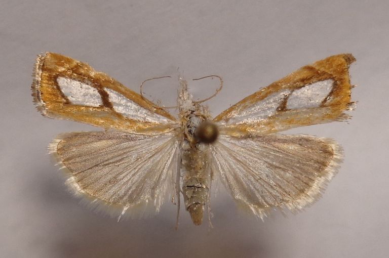 Catoptria pinella femm..JPG