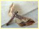 Geometridae - Anzio 21.8.2021 - (4).JPG