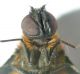 Ant head vs.JPG