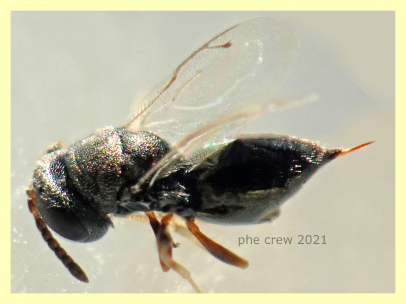 prob. Pteromalidae quasi 2 mm. - Anzio 1.9.2021 - (1).JPG