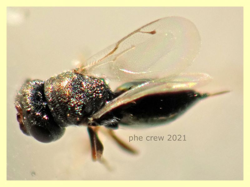 prob. Pteromalidae quasi 2 mm. - Anzio 1.9.2021 - (9).JPG