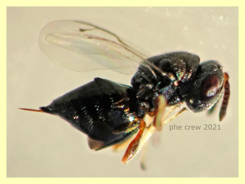 prob. Pteromalidae quasi 2 mm. - Anzio 1.9.2021 - (2).JPG