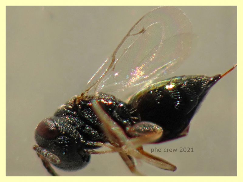 prob. Pteromalidae quasi 2 mm. - Anzio 1.9.2021 - (6).JPG