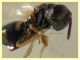 prob. Pteromalidae quasi 2 mm. - Anzio 1.9.2021 - (8).JPG